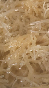  STEPS TO GEL:   Rinse off sea salt in a cup. Drain off the water multiple times until it comes out clean without wasting much water. Make sure there is no dirt or grime in the nooks or crannies of the sea moss. Cover the sea moss in the cup with filtered water. Let it sit for 24 hours. The sea moss absorbs water and grows in size. Drain the water off. Cut up the plump sea moss into pieces. Put the pieces in a blender.