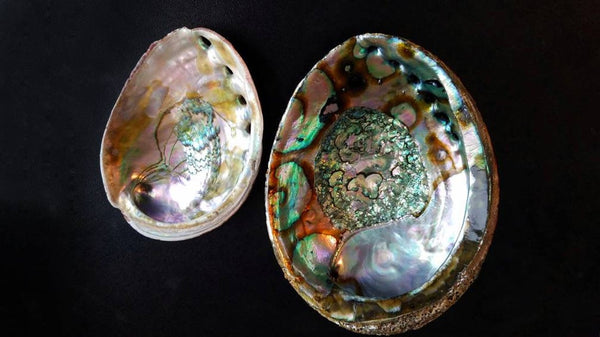 This picture shows a small 3" vs. a large 6" rare abalone shell. We only carry the Large rare abalone shell
